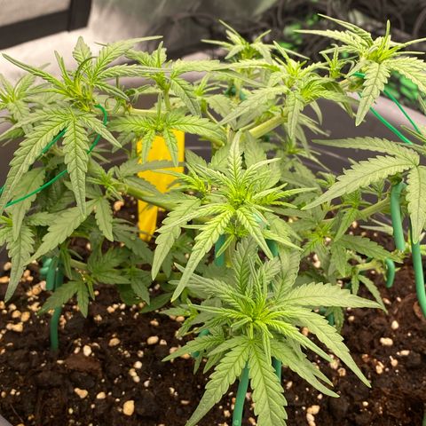 Mimosa x Orange Punch Auto growlog timeline photo