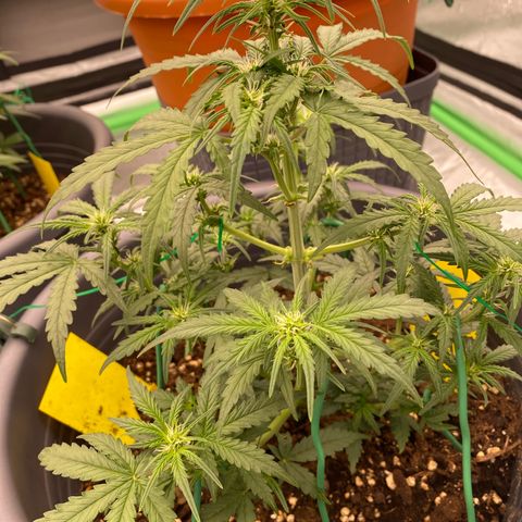 Glue Gelato Auto growlog timeline photo