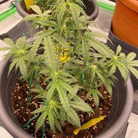 Glue Gelato Auto growlog timeline photo