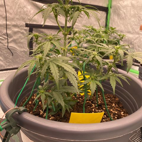 Glue Gelato Auto growlog timeline photo