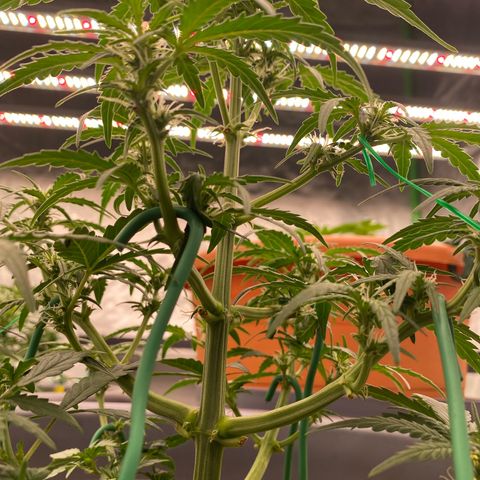 Glue Gelato Auto growlog timeline photo