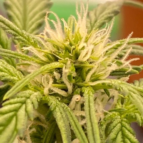 Glue Gelato Auto growlog timeline photo
