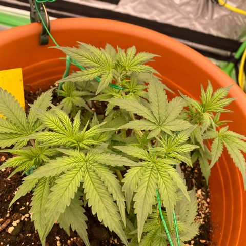 Moby Dick Auto growlog timeline photo