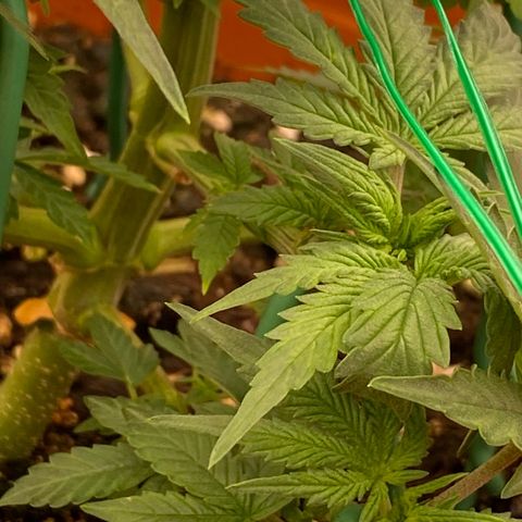Moby Dick Auto growlog timeline photo