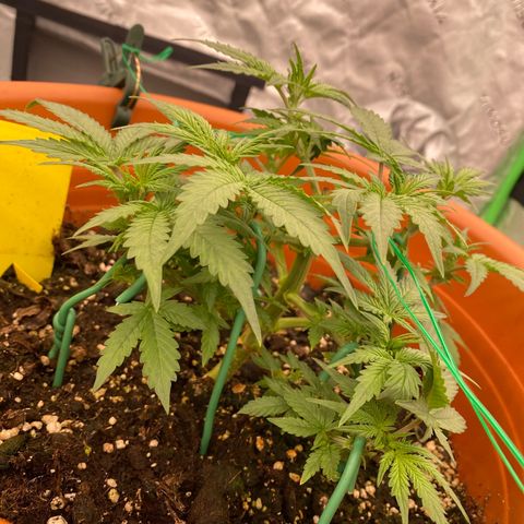 Moby Dick Auto growlog timeline photo