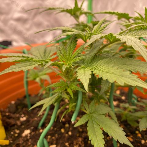 Moby Dick Auto growlog timeline photo