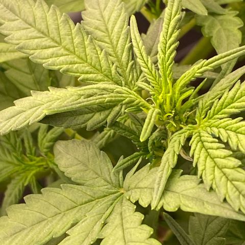 Mimosa x Orange Punch Auto growlog timeline photo
