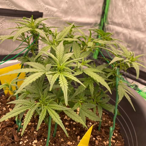Mimosa x Orange Punch Auto growlog timeline photo