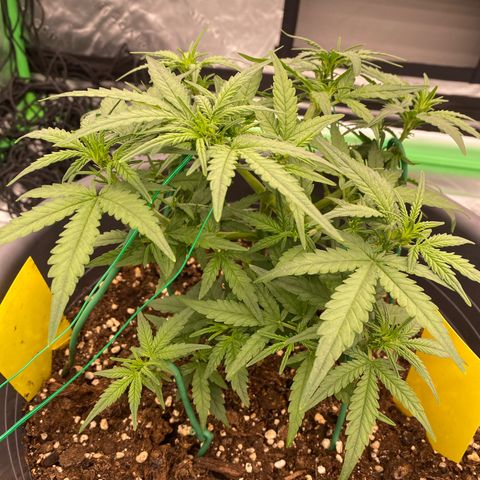 Mimosa x Orange Punch Auto growlog timeline photo