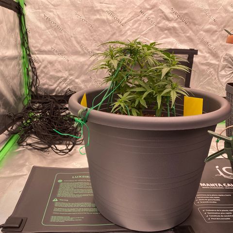 Mimosa x Orange Punch Auto growlog timeline photo