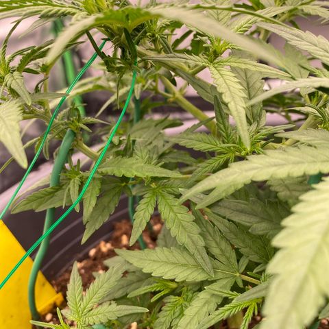 Mimosa x Orange Punch Auto growlog timeline photo