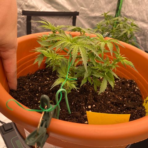 Moby Dick Auto growlog timeline photo