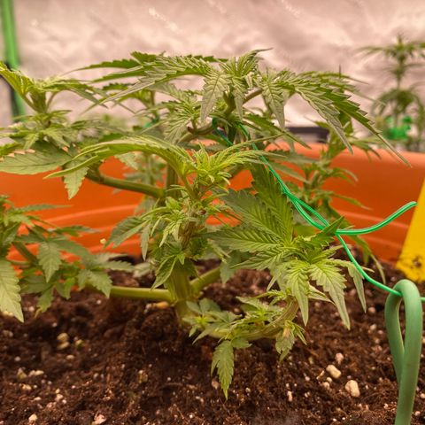 Moby Dick Auto growlog timeline photo