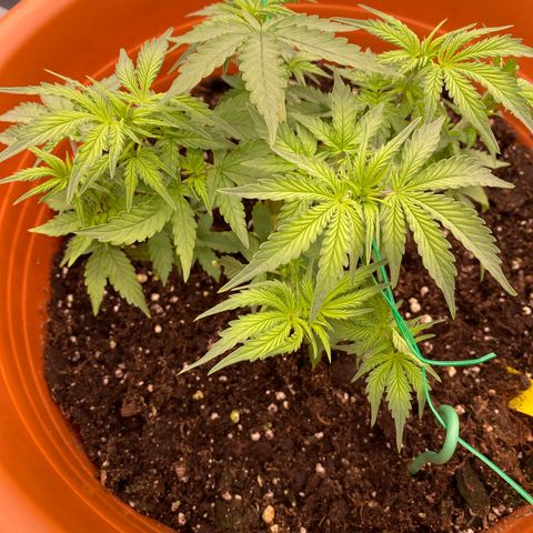 Moby Dick Auto growlog timeline photo