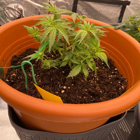 Moby Dick Auto growlog timeline photo