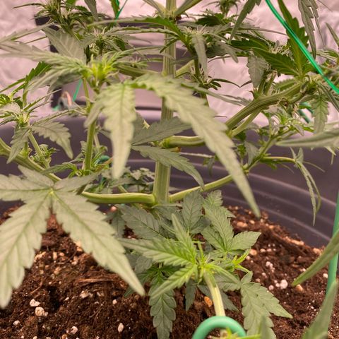 Glue Gelato Auto growlog timeline photo