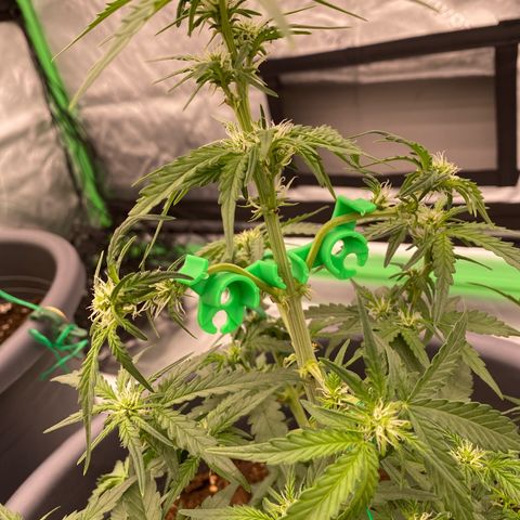 Glue Gelato Auto growlog timeline photo