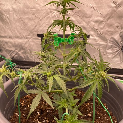 Glue Gelato Auto growlog timeline photo