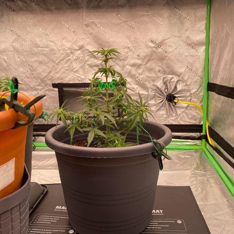 Glue Gelato Auto growlog timeline photo