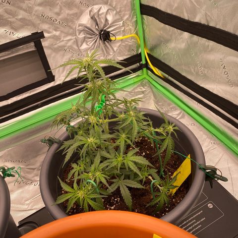 Glue Gelato Auto growlog timeline photo