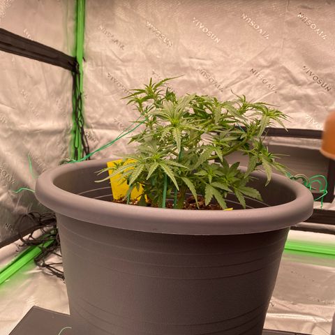 Mimosa x Orange Punch Auto growlog timeline photo