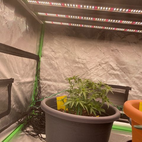 Mimosa x Orange Punch Auto growlog timeline photo