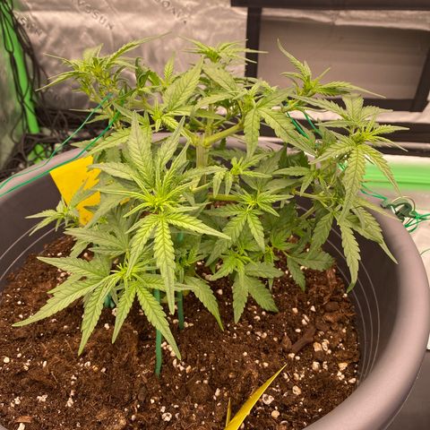 Mimosa x Orange Punch Auto growlog timeline photo