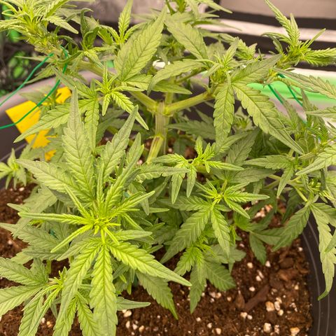 Mimosa x Orange Punch Auto growlog timeline photo