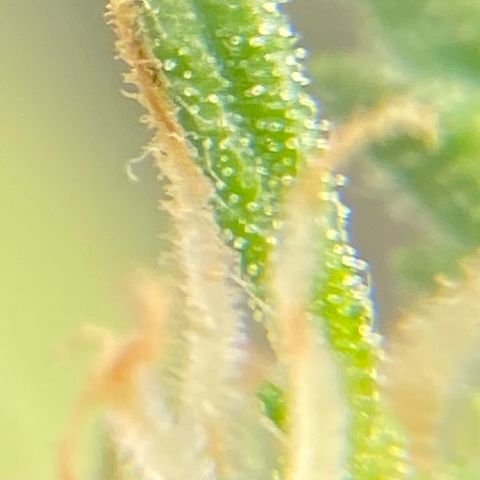 Glue Gelato Auto growlog timeline photo