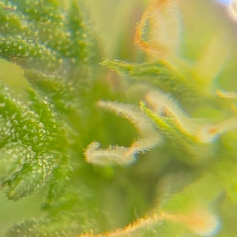 Glue Gelato Auto growlog timeline photo