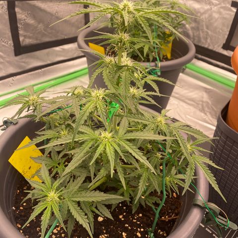 Glue Gelato Auto growlog timeline photo