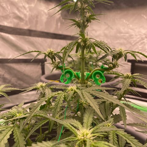 Glue Gelato Auto growlog timeline photo