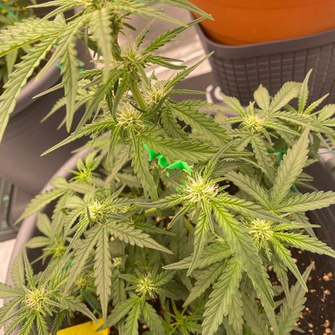 Glue Gelato Auto growlog timeline photo