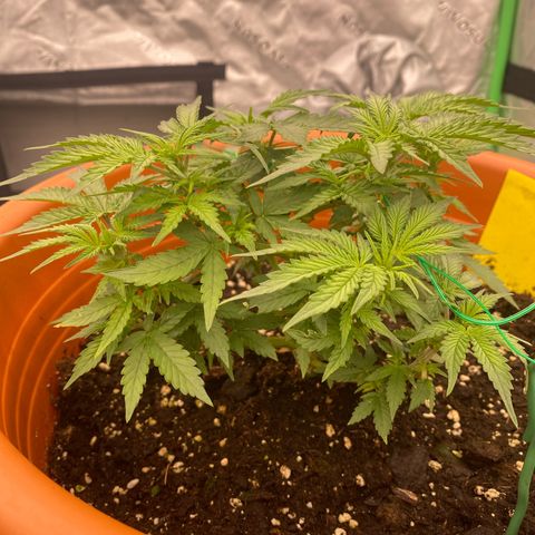 Moby Dick Auto growlog timeline photo