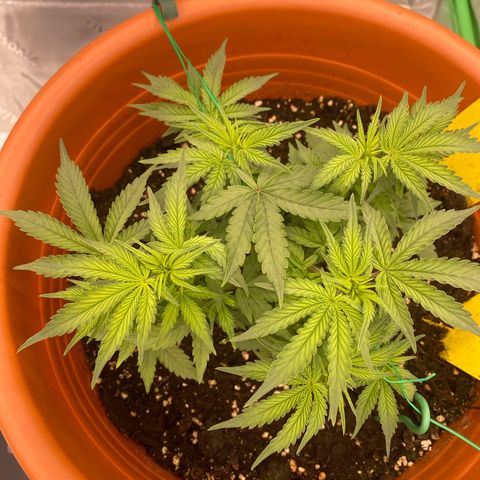 Moby Dick Auto growlog timeline photo