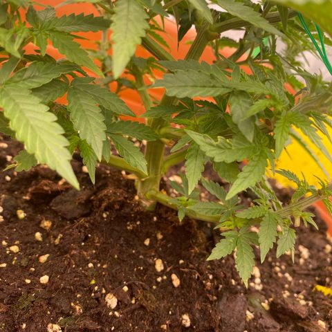 Moby Dick Auto growlog timeline photo