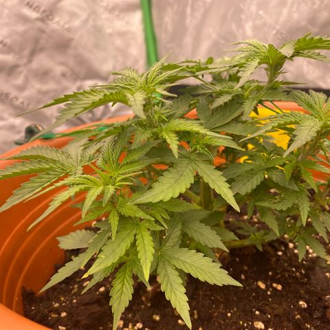 Moby Dick Auto growlog timeline photo