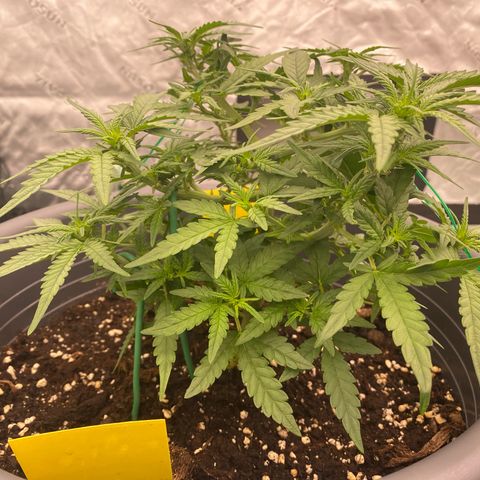 Mimosa x Orange Punch Auto growlog timeline photo