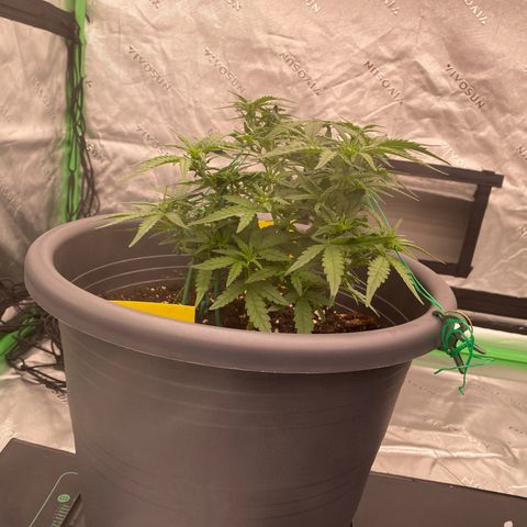 Mimosa x Orange Punch Auto growlog timeline photo