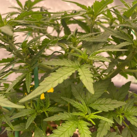 Mimosa x Orange Punch Auto growlog timeline photo