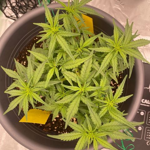 Mimosa x Orange Punch Auto growlog timeline photo