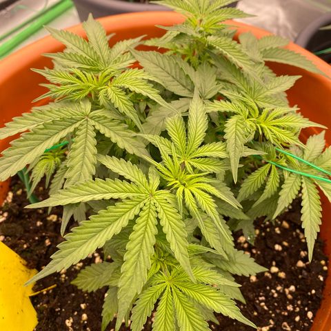 Moby Dick Auto growlog timeline photo