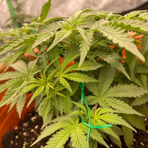 Moby Dick Auto growlog timeline photo
