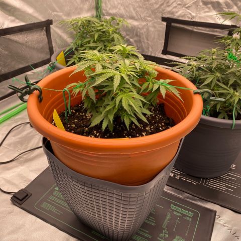 Moby Dick Auto growlog timeline photo