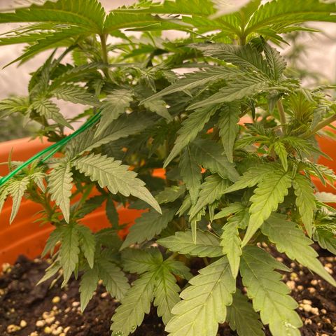Moby Dick Auto growlog timeline photo