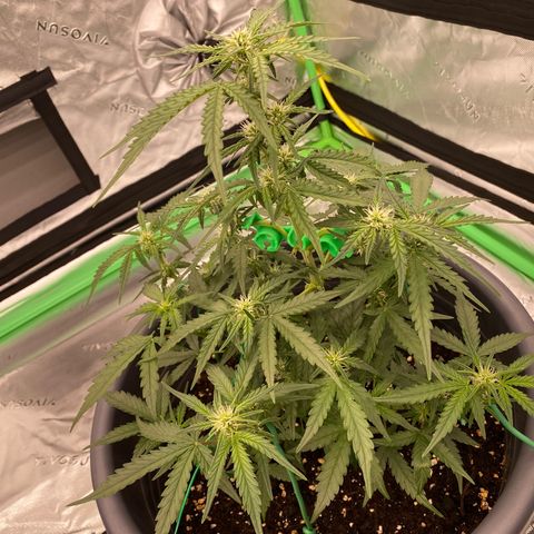 Glue Gelato Auto growlog timeline photo