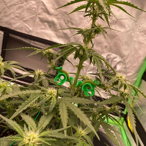 Glue Gelato Auto growlog timeline photo