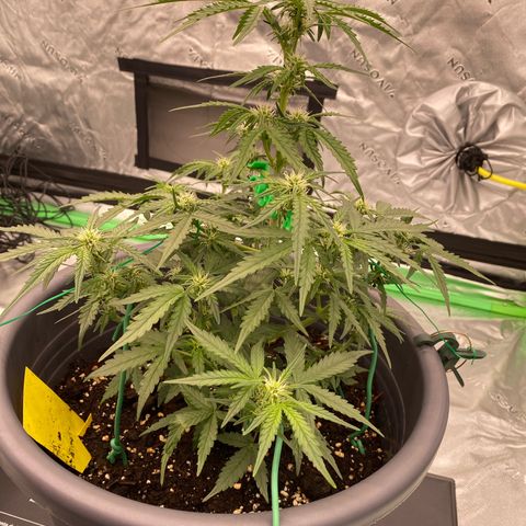 Glue Gelato Auto growlog timeline photo