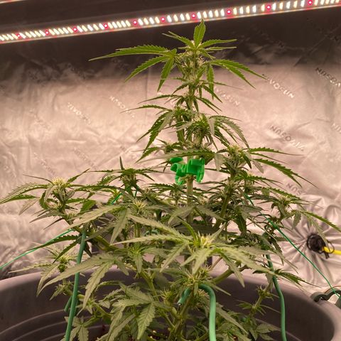 Glue Gelato Auto growlog timeline photo