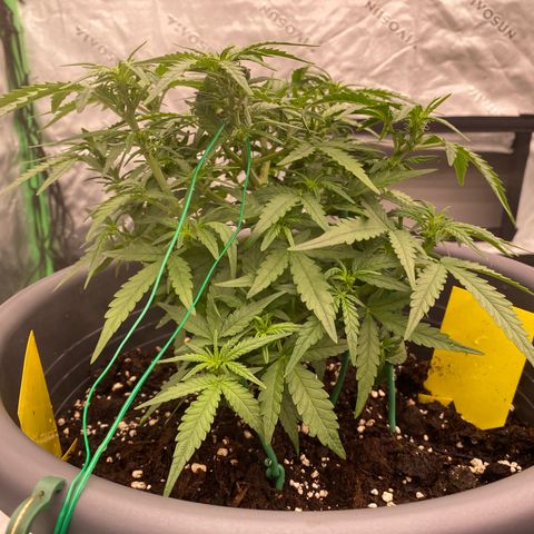 Mimosa x Orange Punch Auto growlog timeline photo
